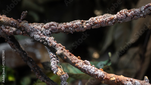 Tableau sur toile A close-up view of a tree branch covered in white powdery mold or fungus, possibly due to the presence of Laccifer lacca Kerr