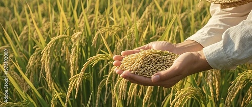 Rice harvesting during Grain in Ear season, agricultural production labor scene