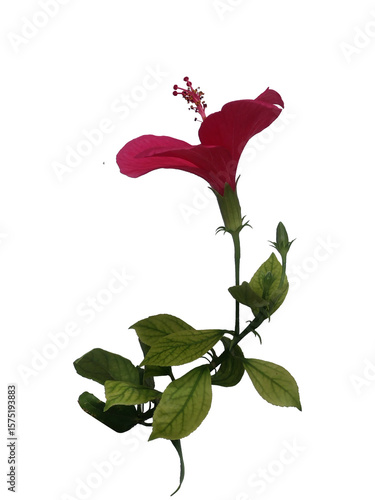 Red Flower on a Transparent background with side view