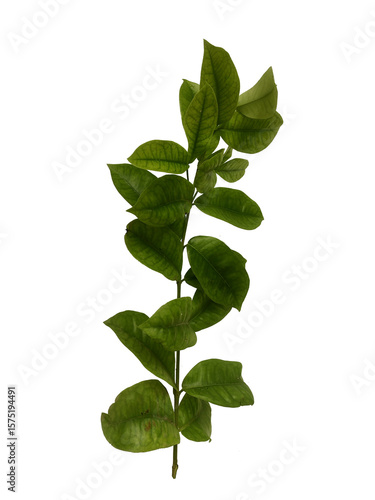 Green leaves isolated on white or transparent background