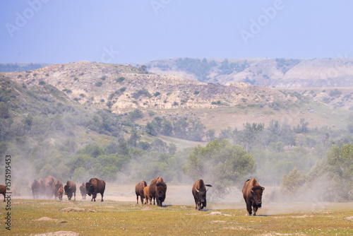 Bison herd at Theodore Roosevelt National Park, South Unit, North Dakota, USA