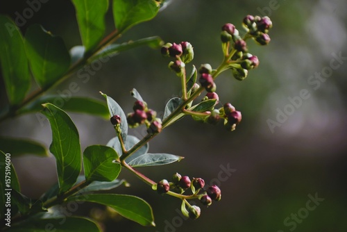 Branch with Budding Berries and Leaves in Soft Natural Light