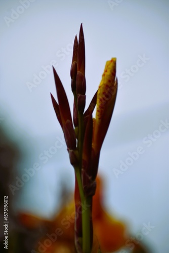 Minimalist Macro Shot of Budding Flower Against Soft Background