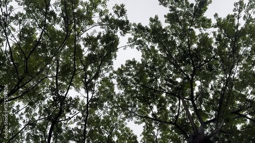 Sunlight peeking through a dense canopy of green tree leaves and branches, low angle view.