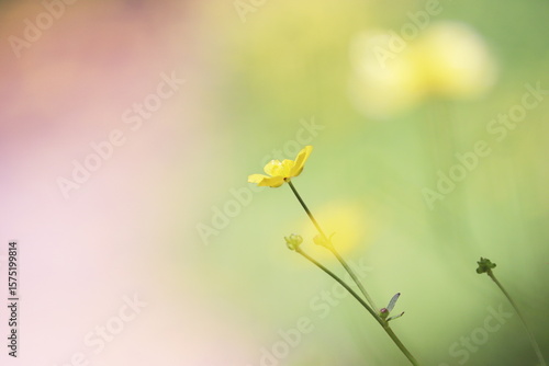 淡いイメージの緑の風景と黄色い草花
