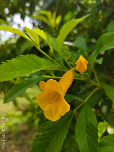 Photo of yellow flower