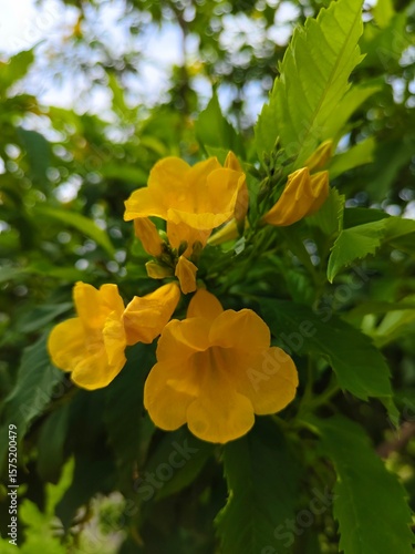 Photo of yellow flower