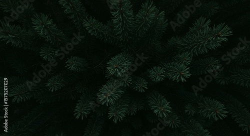 Looking Up Into Pine Tree Branches Green Forest Canopy