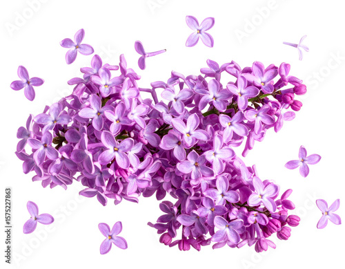 A cluster of vibrant lilac flowers with individual petals floating around, giving a d