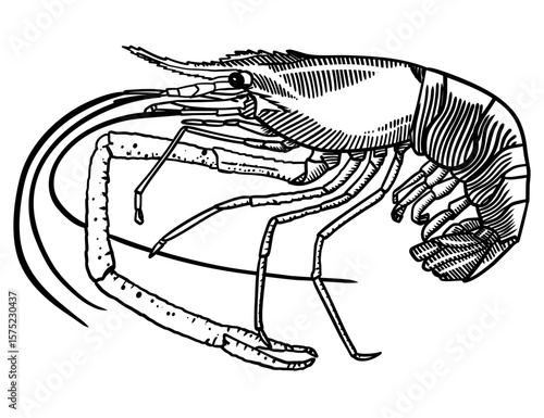 Detailed black engraving-style illustration of a formidable giant freshwater prawn (Macrobrachium rosenbergii).