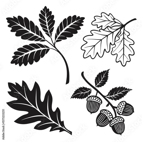 Oak leaves and acorns illustration