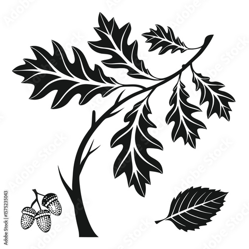 Oak branch with leaves and acorns illustration
