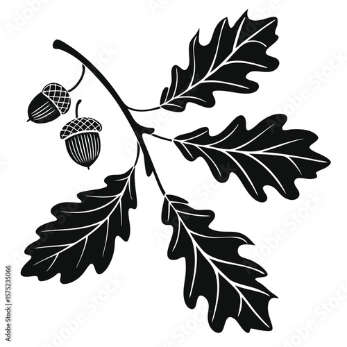 Oak branch with acorns illustration
