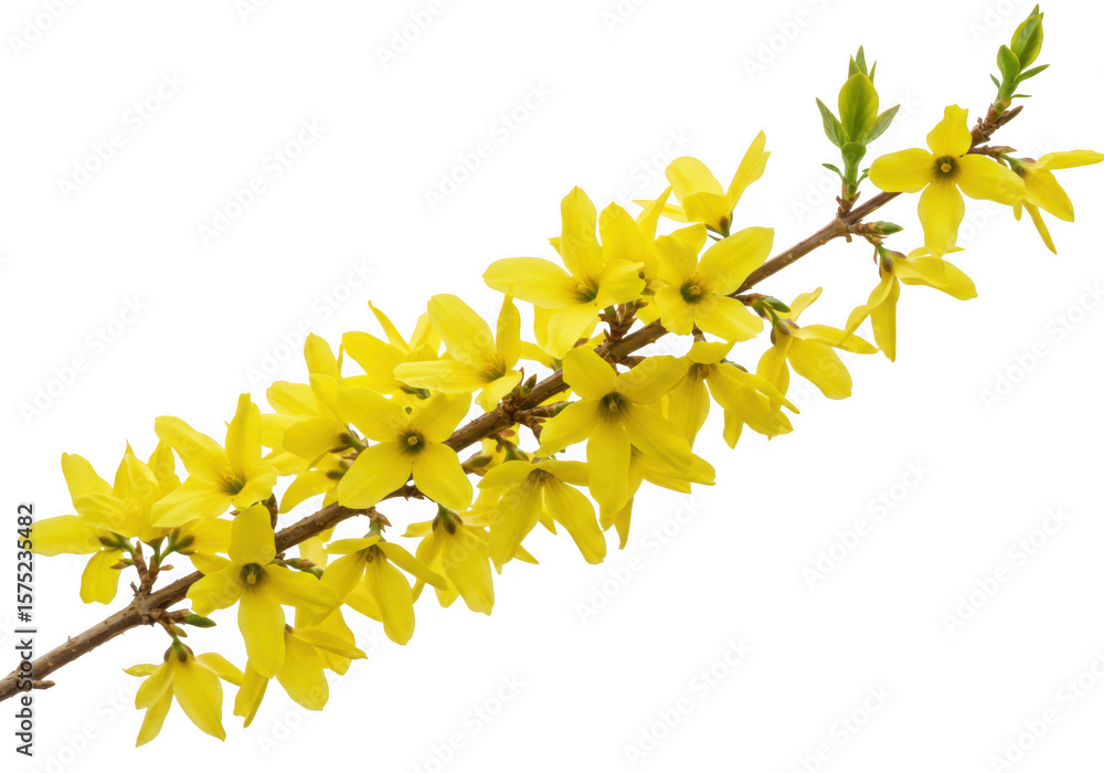 Fototapeta premium Bright yellow forsythia flowers bloom on a branch isolated on transparent background
