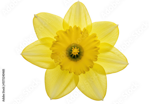 Wallpaper Mural Bright yellow daffodil flower with intricate corona isolated on transparent background Torontodigital.ca