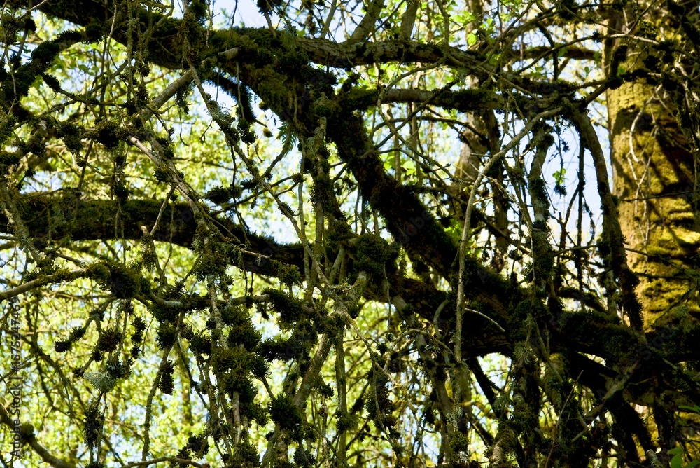 Fototapeta premium View of dense oak woodland covered in fresh green growth.