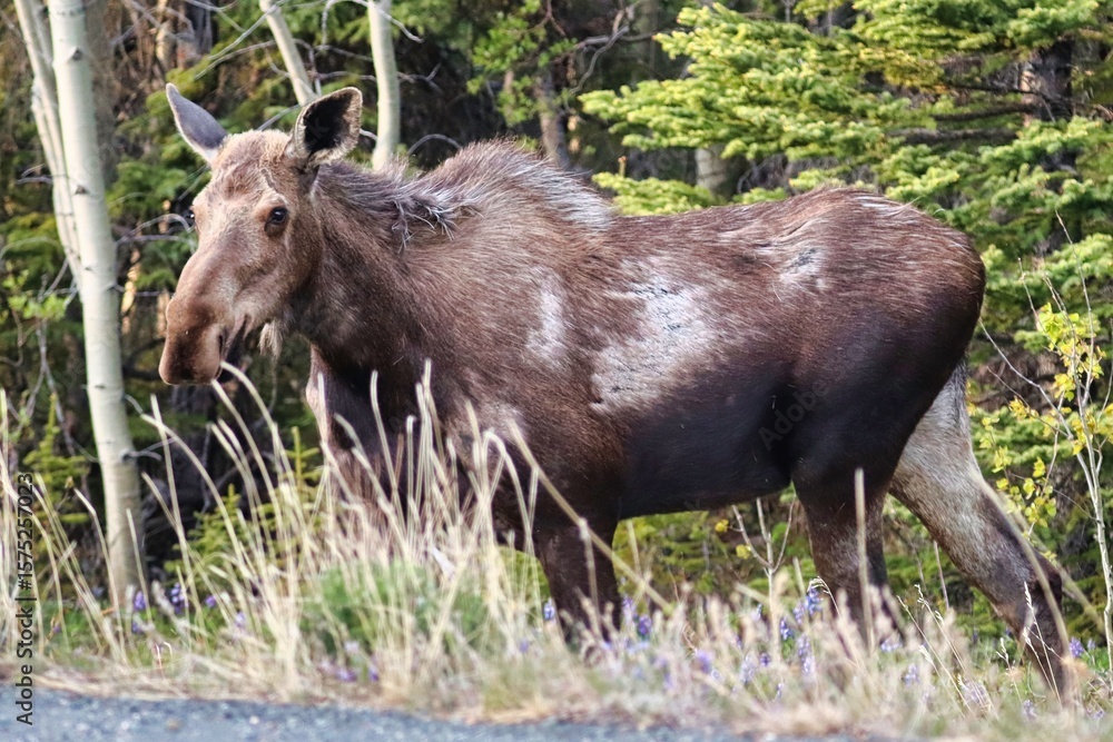 Fototapeta premium Yukon Territories, Canada
