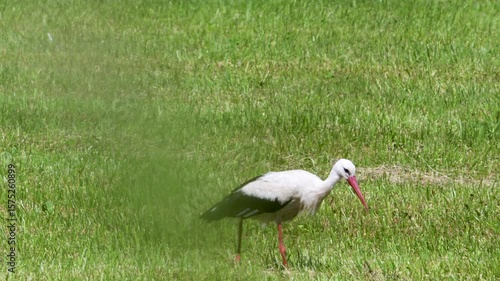 Close-up of a white stork walking through a green meadow.