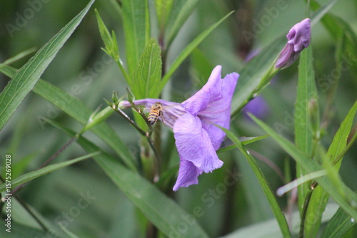 Purple Flower