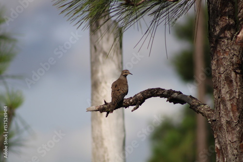 Bird in a Tree