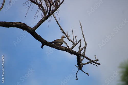 Bird in a Tree
