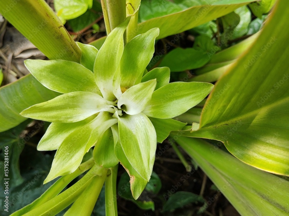 Obraz premium Turmeric flower (Curcuma longa) in outdoor garden 