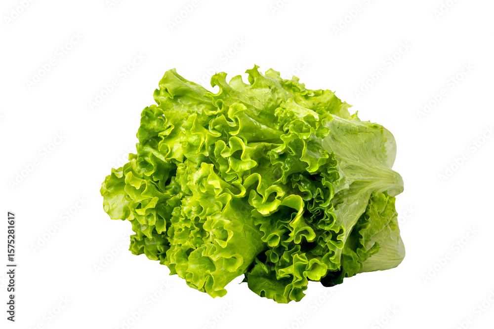 fresh green lettuce head isolated on white background. fresh green lettuce head isolated on white background.
