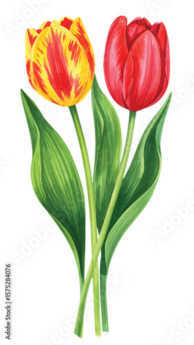 Vector Watercolor Tulip Bouquet. Red and Yellow Botanical Flower Illustration