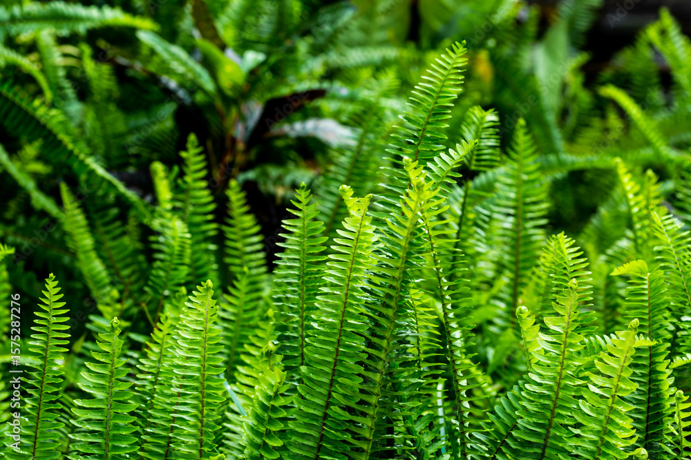 Lush Green Ferns Growing Vibrantly in a Natural Outdoor Environment Lush Green Ferns Growing Vibrantly in a Natural Outdoor Environment