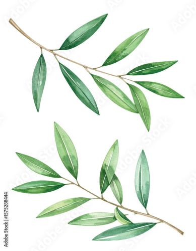 Elegant Olive Leaf Branches. Watercolor Botanical Vector Illustration for Design