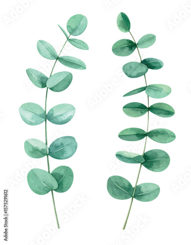 Watercolor Eucalyptus Leaves. Hand-Painted Botanical Vector Illustration Isolated on White