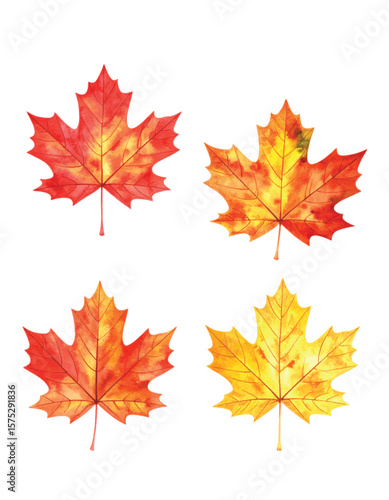 Vector Set of Colorful Hand-Painted Autumn Maple Leaves. Watercolor Illustration