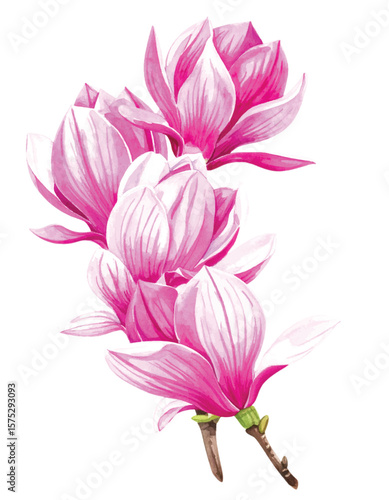 Vector Pink Magnolia Watercolor Flower Illustration. Hand-Painted Spring Blossom Art