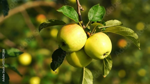 A cluster of lightgreen apples hangs from a tree branch amidst green leaves Sunlight illuminates the fruit