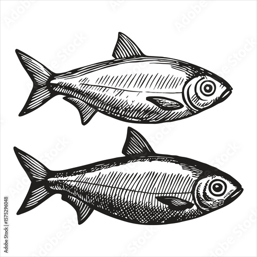 Intricately sketched fish swim in tandem, their scales detailed with fine lines isolated on white background