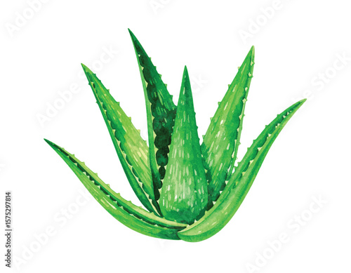 This hand-painted botanical artwork is perfect for use in skincare product packaging, herbal remedy designs, natural cosmetic branding, wellness blogs, and organic-themed decor.