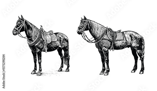 Black horse silhouettes isolated on white background riding galloping together