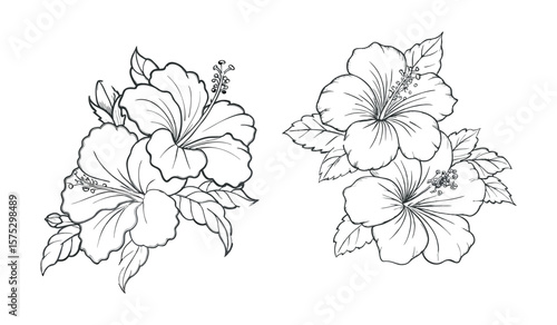 Hibiscus flower arrangements are isolated on white background, showcasing their intricate line art and tropical elegance