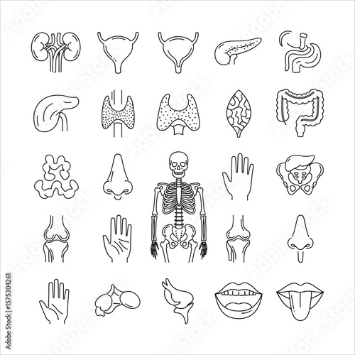 Set of minimalist linear pictograms showcasing medical body parts including joints, skeleton, pelvis, and digestive organs.