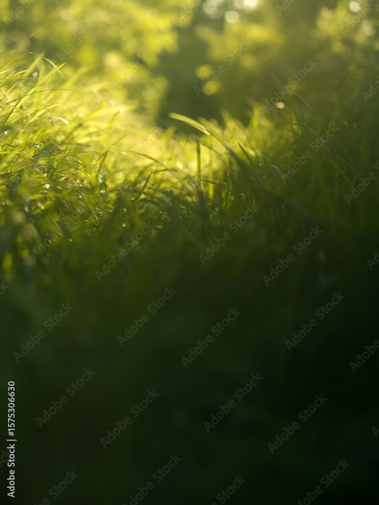 Fototapeta premium Path in woodland or garden.