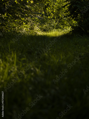 Path in woodland or garden.