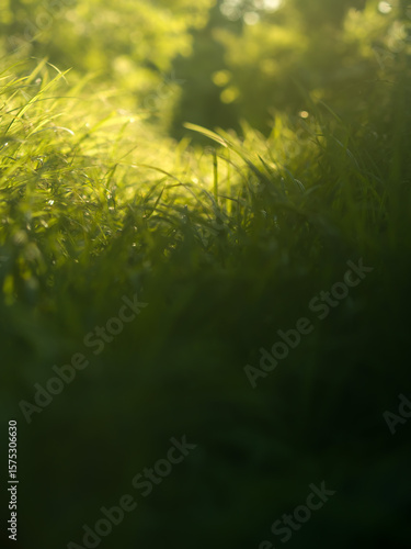 Path in woodland or garden.