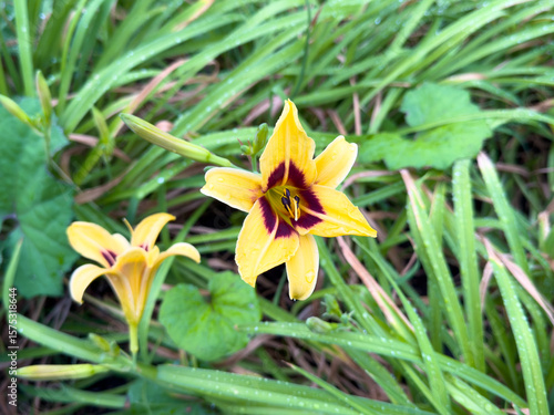 Close-up of vibrant yellow daylily with purple center, covered in raindrops. Fresh summer bloom in lush green grass.