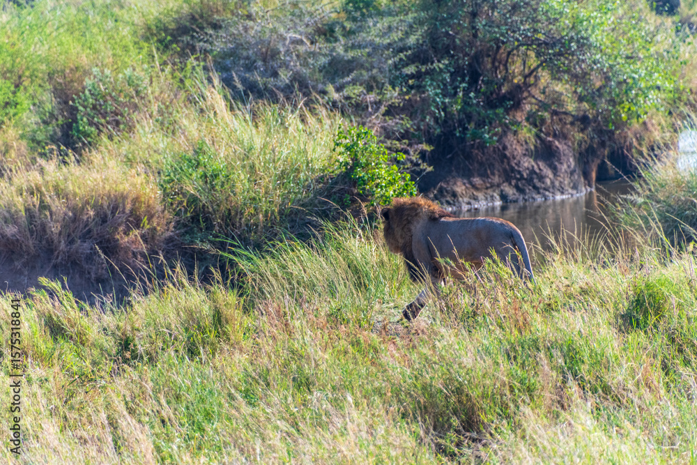 Close encounter with a male lion -Panthera Leo- that is walking across the plains of the Serengeti, Tanzania. Close encounter with a male lion -Panthera Leo- that is walking across the plains of the Serengeti, Tanzania.