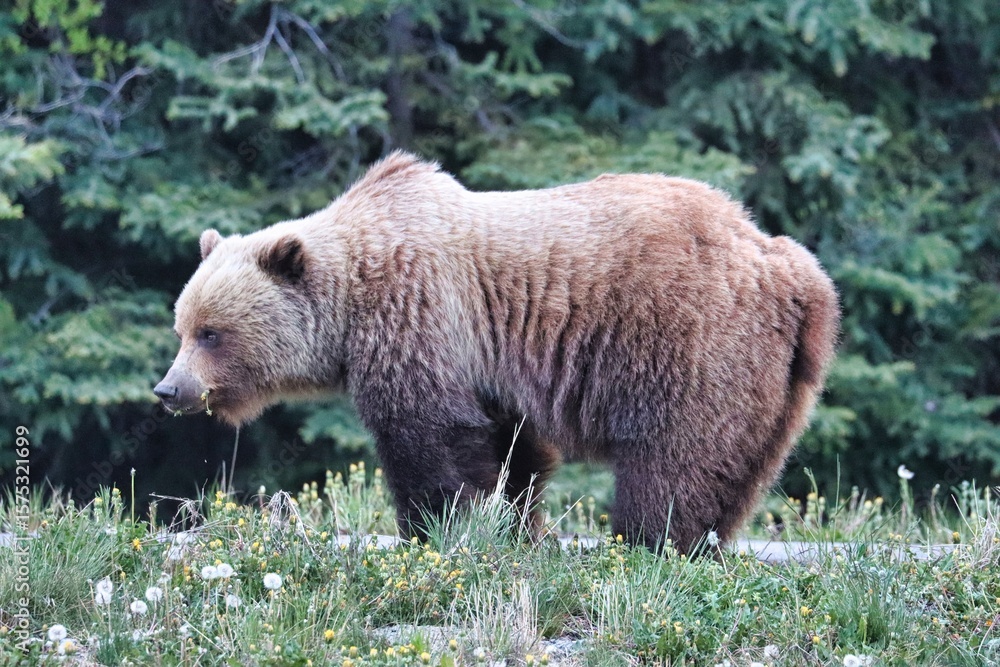 Fototapeta premium Yukon Territories, Canada