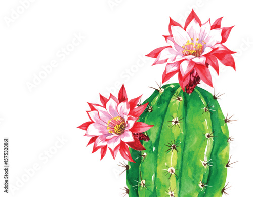 Vector Beautiful hand-painted watercolor illustration of a green cactus with vibrant red and pink blooming flowers. Perfect for botanical designs, invitations, posters, and home decor.