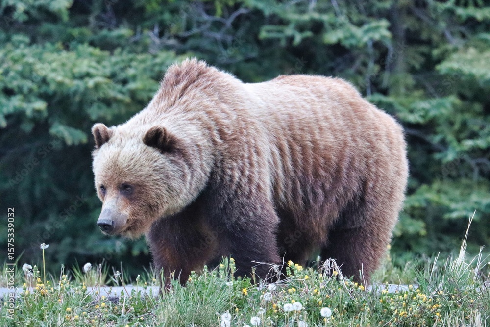 Fototapeta premium Yukon Territories, Canada