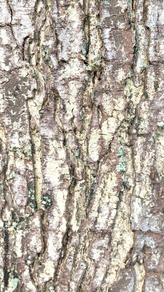 Fototapeta premium tree bark texture. molded tree bark. close up old tree bark.