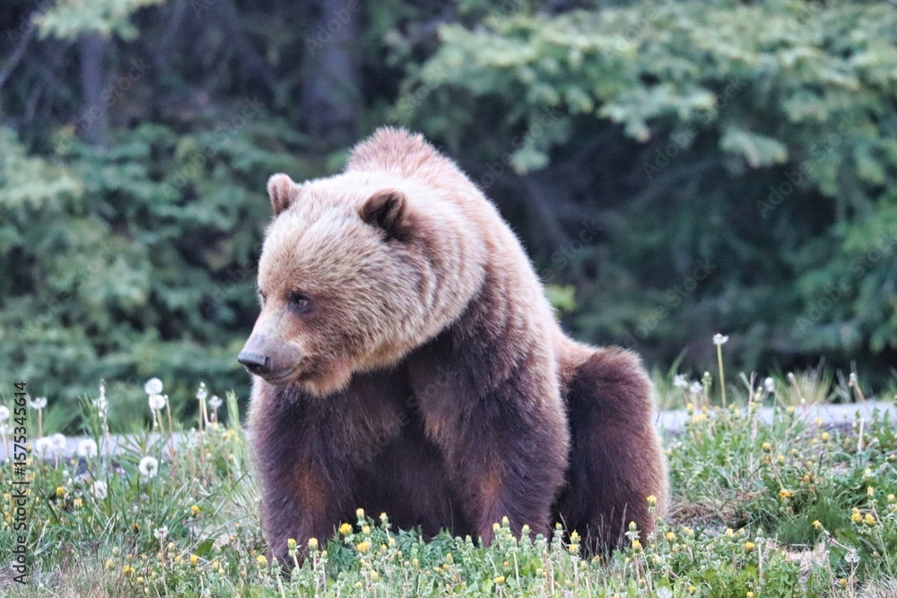 Obraz premium Yukon Territories, Canada
