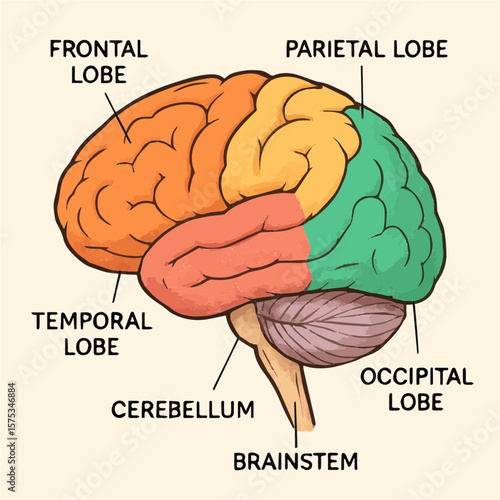 human brain anatomy